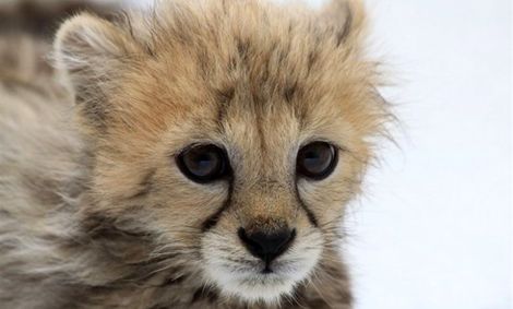 &#8220;پیروز&#8221; باید به شکل &#8220;دست‌آموز&#8221; تربیت شود!