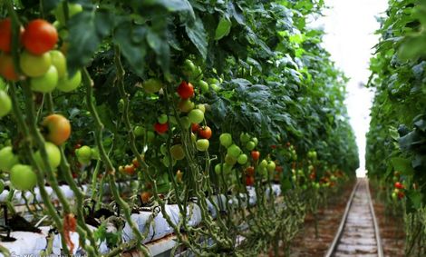 قطع برق ریشه ۳۰ درصد محصولات کشاورزی را خشکاند!