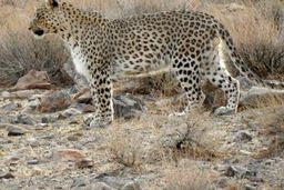 ثبت تصویر «پلنگ ایرانی» برای اولین‌بار در منطقه سعدی کرمان