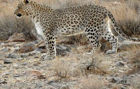 ثبت تصویر «پلنگ ایرانی» برای اولین‌بار در منطقه سعدی کرمان