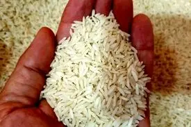خودکفایی تولید برنج در داخل شدنی است