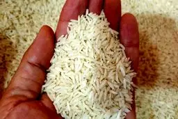 خودکفایی تولید برنج در داخل شدنی است