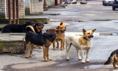 خداحافظی با طبیعت بلای جان شهر