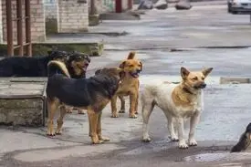 خداحافظی با طبیعت بلای جان شهر