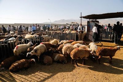 دام زنده چند؟