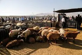 صادرات دام زنده به خارج از کشور