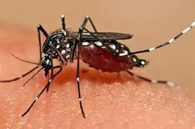 تب دنگی و ثبت یک مرگ؛ چه کسانی می‌توانند واکسن بزنند؟