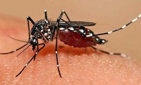 تب دنگی و ثبت یک مرگ؛ چه کسانی می‌توانند واکسن بزنند؟