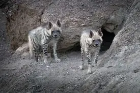 حمله کفتار در یک روستای شرق کرمان ۲ زخمی برجا گذاشت