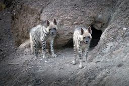 حمله کفتار در یک روستای شرق کرمان ۲ زخمی برجا گذاشت