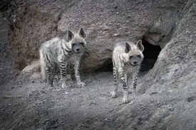 حمله کفتار در یک روستای شرق کرمان ۲ زخمی برجا گذاشت