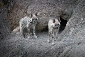 حمله کفتار در یک روستای شرق کرمان ۲ زخمی برجا گذاشت