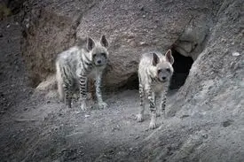 حمله کفتار در یک روستای شرق کرمان ۲ زخمی برجا گذاشت
