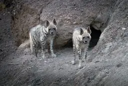 حمله کفتار در یک روستای شرق کرمان ۲ زخمی برجا گذاشت