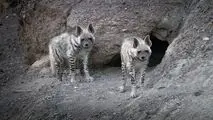 حمله کفتار در یک روستای شرق کرمان ۲ زخمی برجا گذاشت