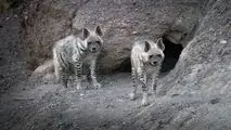 حمله کفتار در یک روستای شرق کرمان ۲ زخمی برجا گذاشت