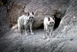 حمله کفتار در یک روستای شرق کرمان ۲ زخمی برجا گذاشت