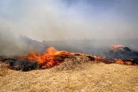 آتش‌سوزی در ذخیره‌گاه دشت ارژن استان فارس