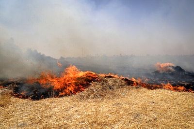 آتش‌سوزی در ذخیره‌گاه دشت ارژن استان فارس