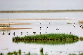 بند رودخانه شور؛ بزرگترین قاتل تالاب مُره قم