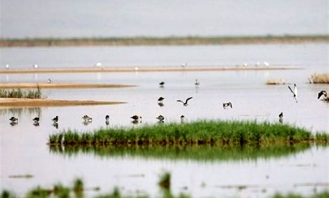 بند رودخانه شور؛ بزرگترین قاتل تالاب مُره قم