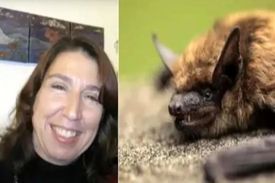 معلم آمریکایی در اثر گاز خفاش جان سپرد