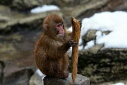 چینی‌ها، میمون‌ها را باهوش‌تر کردند!