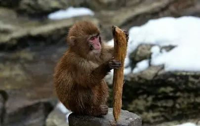 چینی‌ها، میمون‌ها را باهوش‌تر کردند!