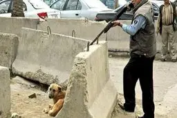 پشت پرده سگ‌کشی با آمپول اسید در آرادکوه / یک میلیارد و ۷۰۰ میلیون دستمزد برای سگ‌کش‌ها