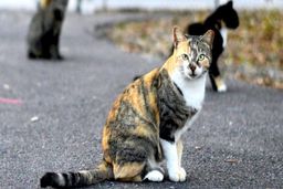 مراسم ترحیم یک گربه و حواشی آن در تلویزیون! + عکس