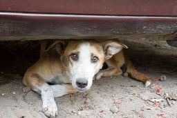 ابعاد جدید از سگ‌کشی؛ زجرکش کردن با عقیم‌سازی غیر استاندارد