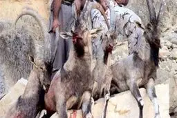 مختومه‌شدن بزرگترین پرونده کشتار حیات وحش کشور صرفاً با پرداخت جریمه ۱۶۸میلیونی!