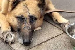 مرد سگ آزار کوچصفهانی محکوم شد