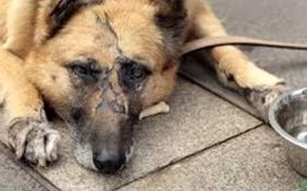 مرد سگ آزار کوچصفهانی محکوم شد