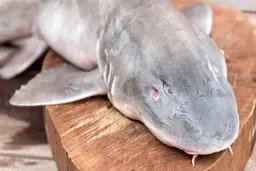 عجیب ترین هدایایی که سلبریتی‌ها دریافت کردند + تصاویر