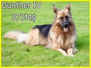 ثروتمندترین حیوانات جهان را بشناسید / یک سگ نزدیک به ۴۰۰ میلیون دلار ثروت دارد