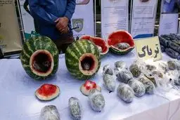 سازمان ملل: ایران رتبه اول میزان کشف و ضبط تریاک در جهان