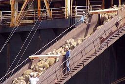 پروتکل بهداشتی بین سازمان دامپزشکی ایران و ترکیه