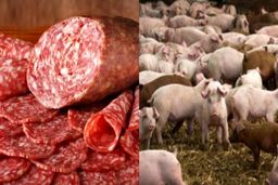 ماجرای فروش کالباس خوک در مشهد + سند