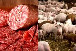 ماجرای فروش کالباس خوک در مشهد + سند