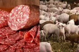 ماجرای فروش کالباس خوک در مشهد + سند