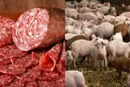 ماجرای فروش کالباس خوک در مشهد + سند