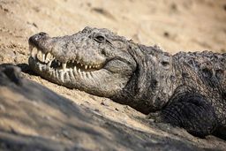 حمله خونین گاندو به دختر ۱۰ ساله در سیستان و بلوچستانی + عکس