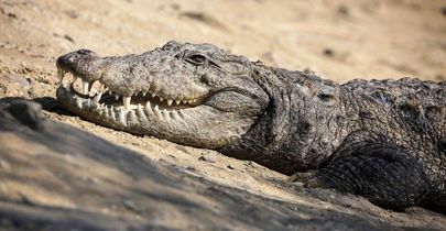 حمله خونین گاندو به دختر ۱۰ ساله در سیستان و بلوچستانی + عکس