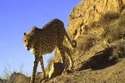 لحظه مواجهه هولناک و اتفاقی طبیعتگرد ایرانی با ۲ پلنگ!+فیلم