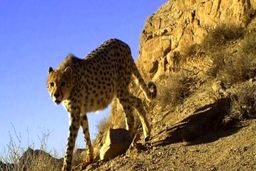 لحظه مواجهه هولناک و اتفاقی طبیعتگرد ایرانی با ۲ پلنگ!+فیلم