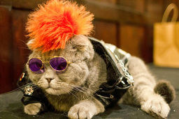 برگزاری شوی لباس گربه‌ها