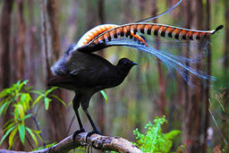 تقلید صدای اره برقی و شاتر دوربین عکاسی توسط پرنده‌ای نادر + فیلم