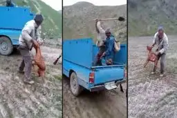 مجازات حیوان آزاری در قانون چیست؟