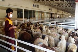 قیمت دام زنده عید قربان چقدر است؟